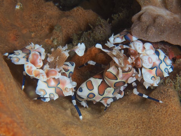 A pair of eastern harlequin shrimp