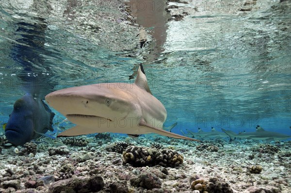 Blacktip reef shark