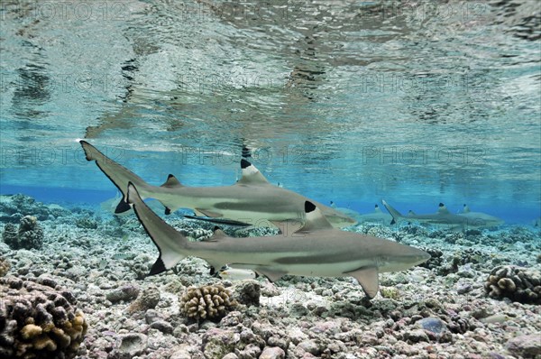 Blacktip reef shark