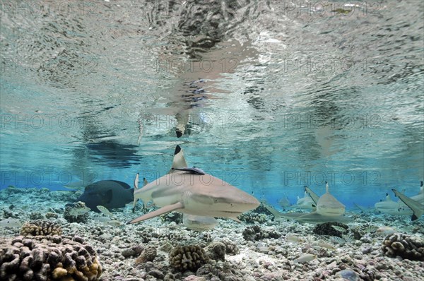 Blacktip reef sharks