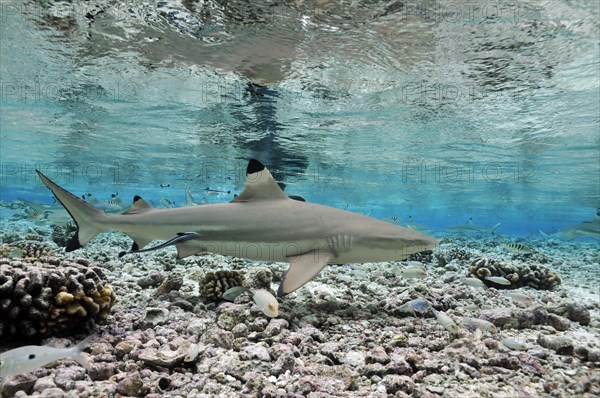 Blacktip reef sharks