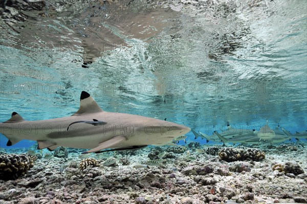 Blacktip reef sharks