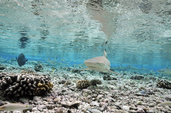 Blacktip reef sharks