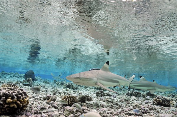 Blacktip reef sharks