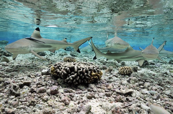 Blacktip reef sharks