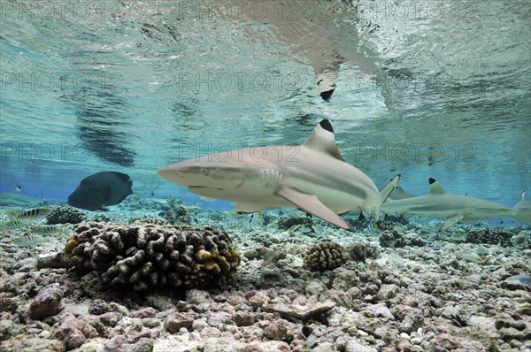 Blacktip reef sharks