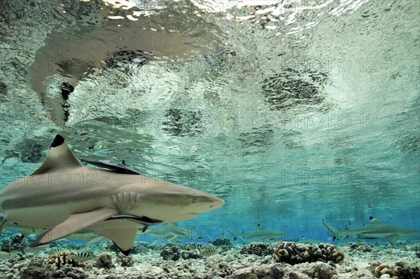 Blacktip reef sharks