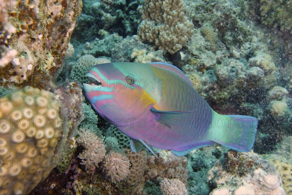 Bullethead parrotfish