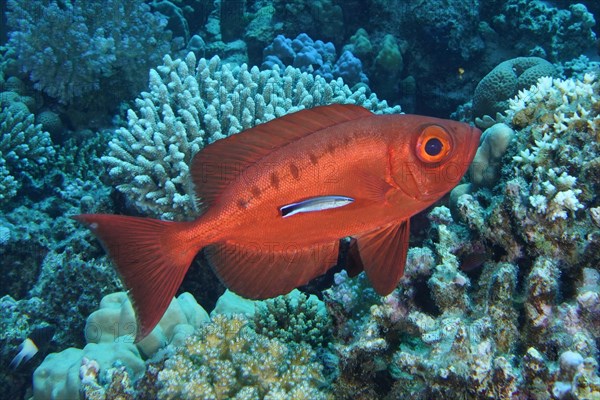 Common bigeye