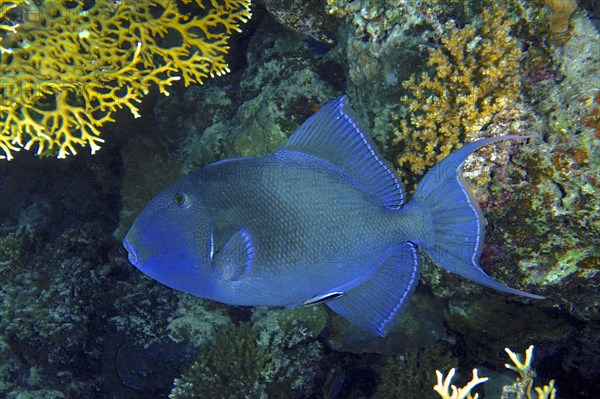 Blue triggerfish