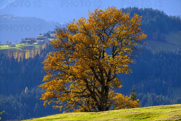 Autumn tree at the Wildbichler Alm