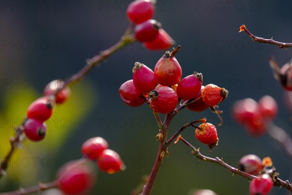 Rosehip in autumn Karspitze