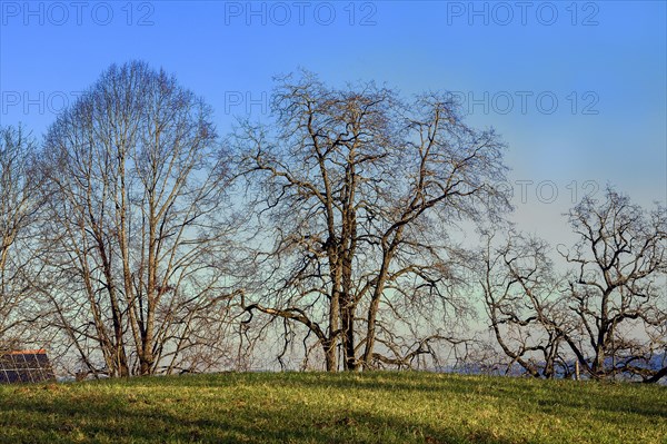 Black locust