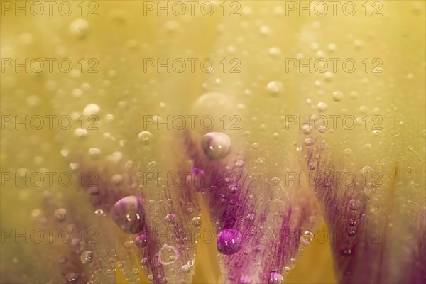 Close-up of a leaf with water drops of a fresh artichoke