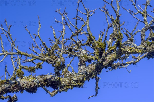 Bare branches with moss and lichen