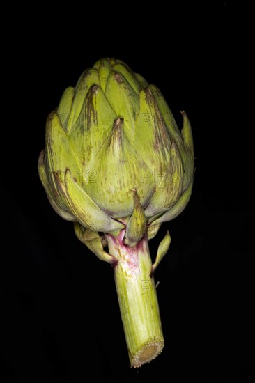 Fresh artichoke