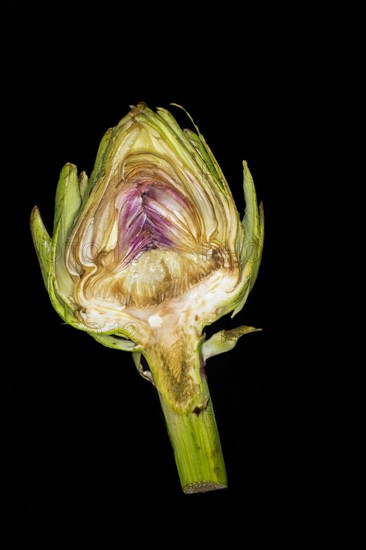 Halved fresh artichoke