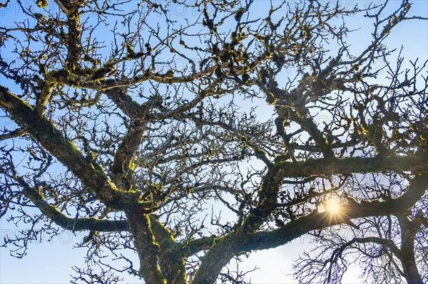 Bare branches with moss and lichen