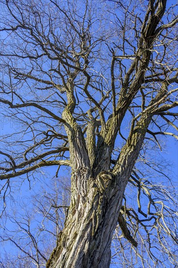 Black locust