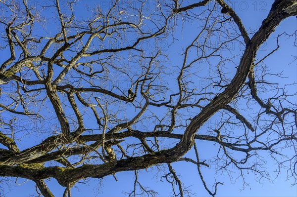 Bizarre branches