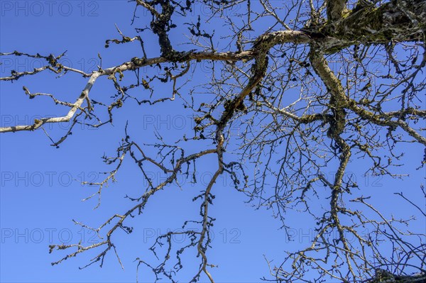 Bare branches with moss and lichen
