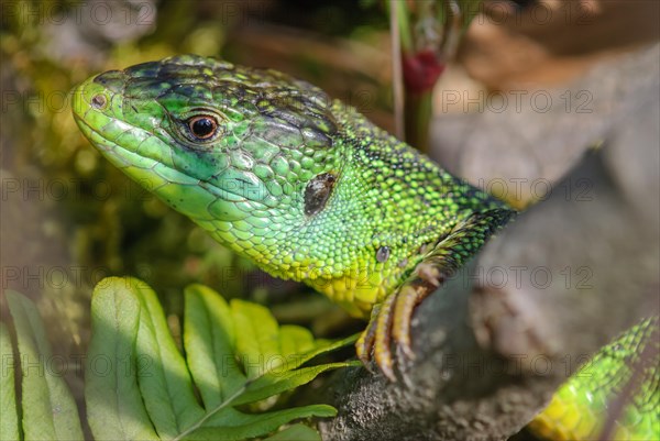 Portrait of the green western green lizard