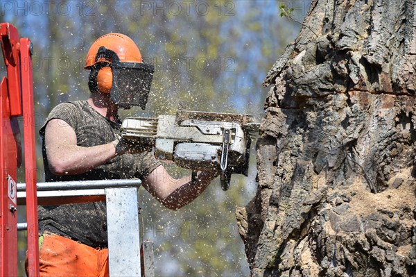Worker cuts down a strong tree with a chain saw