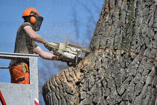 Worker cuts down a strong tree with a chain saw