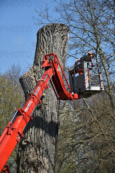 Worker cuts down a strong tree with a chain saw