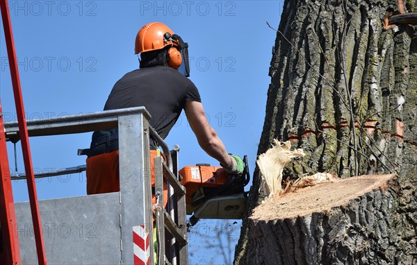 Worker cuts down a strong tree with a chain saw