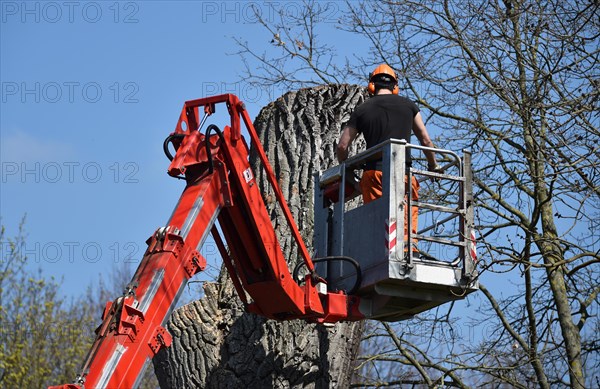 Worker cuts down a strong tree with a chain saw