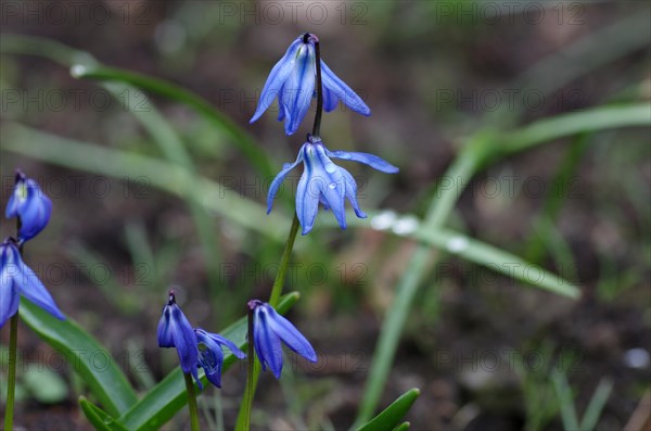 Alpine squill