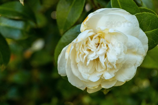 Japanese Camellia