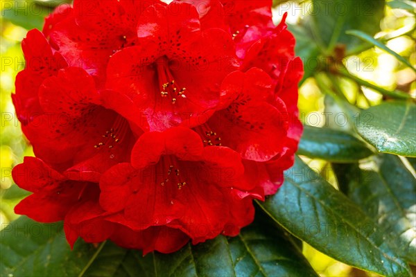 Rhododendron