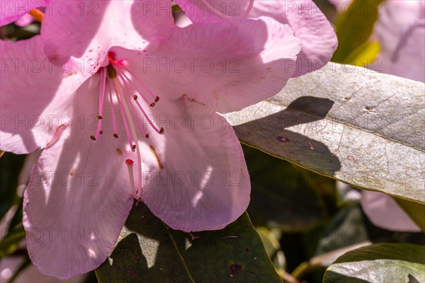 Rhododendron