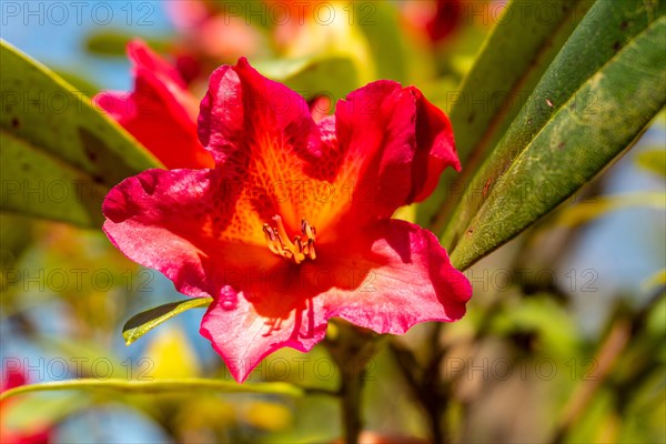 Rhododendron