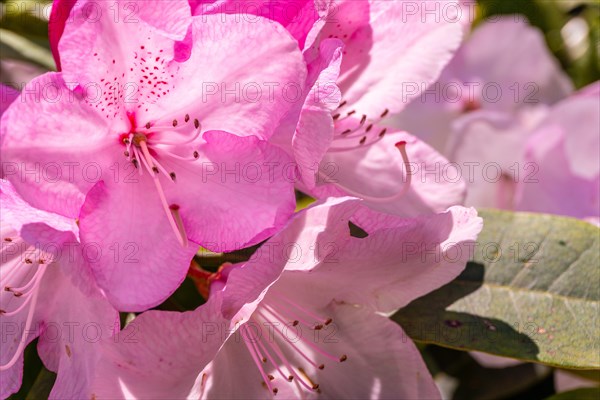 Rhododendron