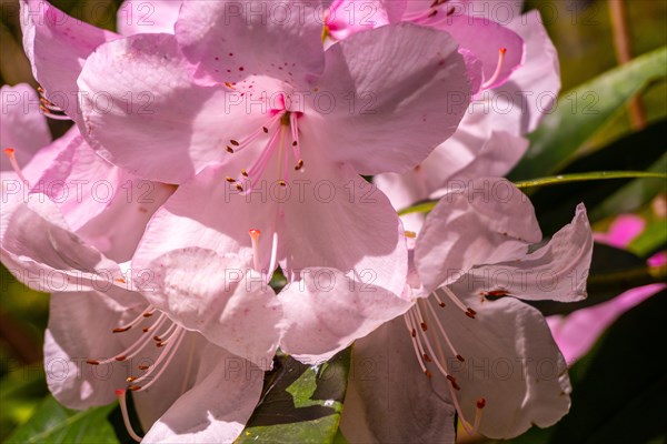 Rhododendron