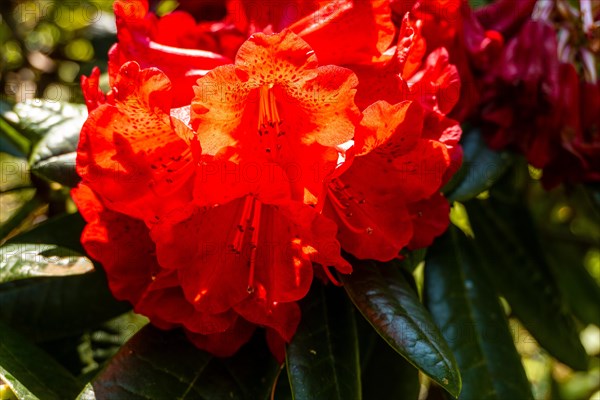 Rhododendron