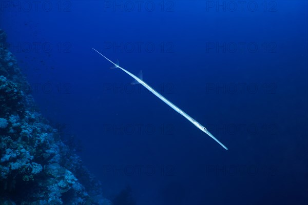 Bluespotted cornetfish