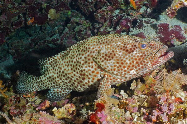 Greasy grouper