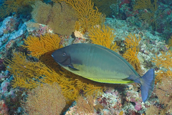 Bluetail unicornfish