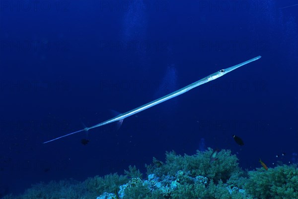 Bluespotted cornetfish