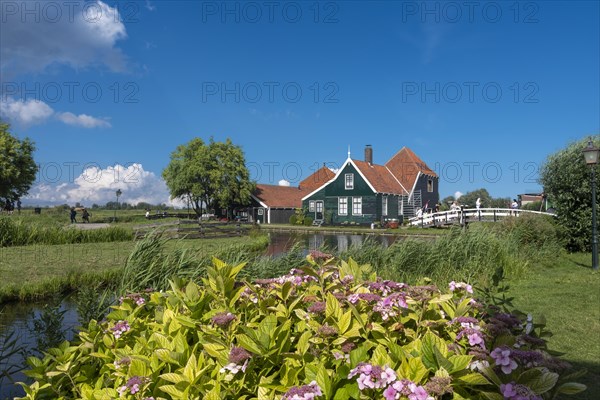 Rural scene in the Zaanse Schans open-air museum