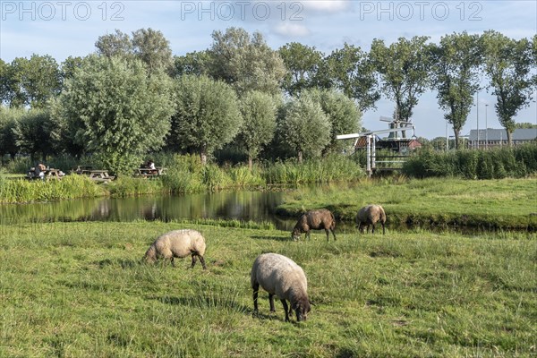 Rural scene in the Zaanse Schans open-air museum