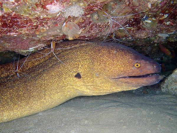 Yellow-edged moray