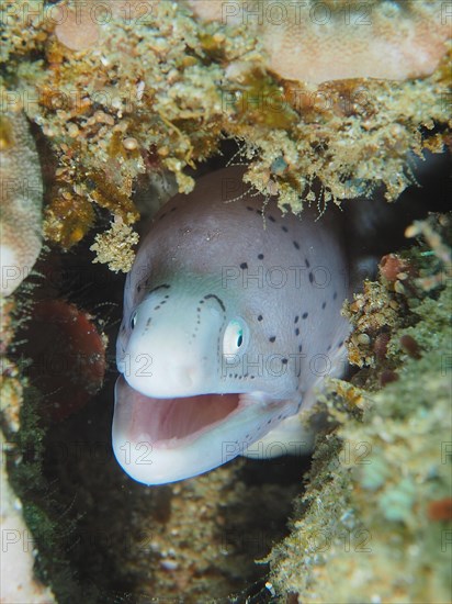 Geometric moray