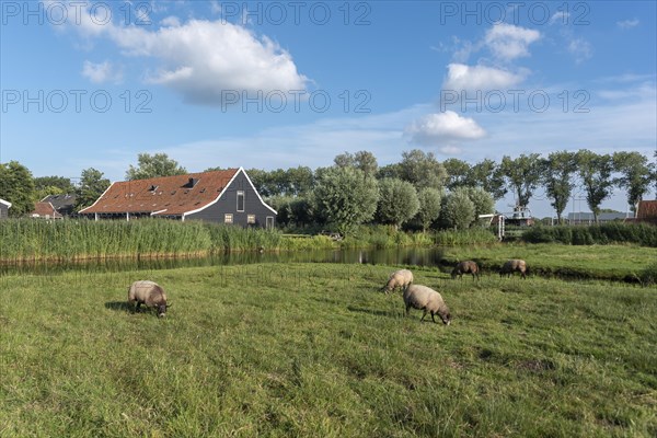 Rural scene in the Zaanse Schans open-air museum