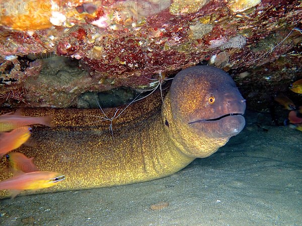 Yellow-edged moray