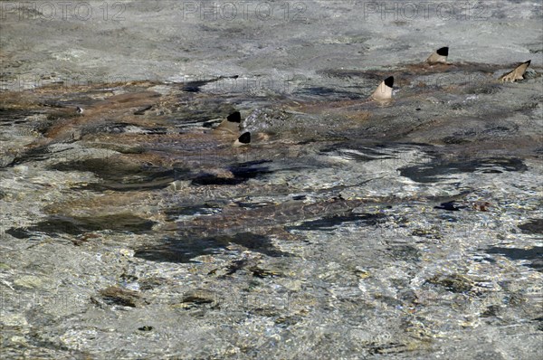 Blacktip reef sharks